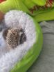 Afrikanische Weißbauchigel